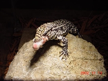 Chacoan