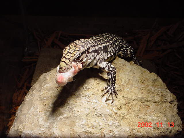 Chacoan