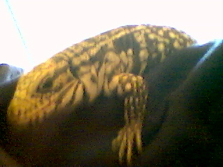 My Chacoan