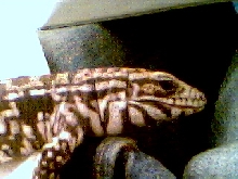 My chacoan