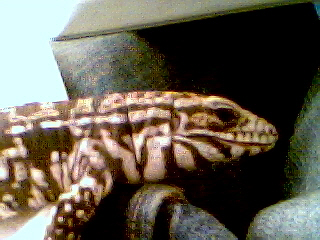 My chacoan