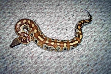 female blood