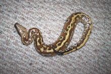 female 2