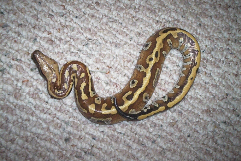 female 2