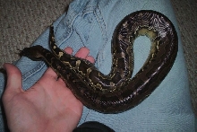 Black Blood male2