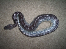 inshed