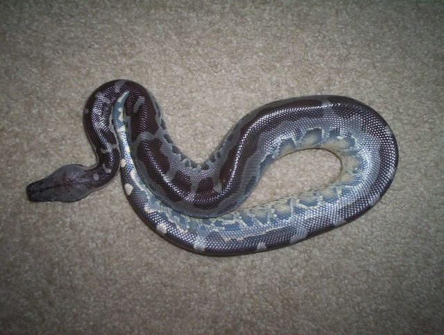 inshed