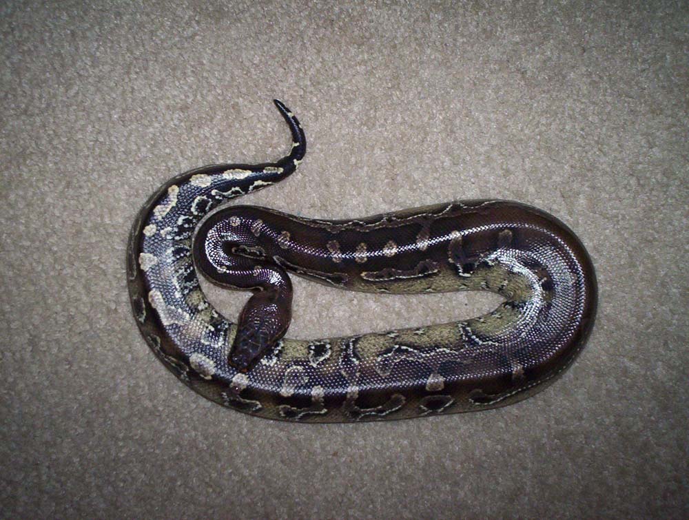 BBF