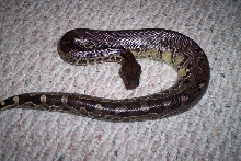Black Blood male1