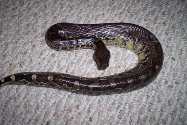 Black Blood male1