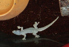 Heres my house gecko Max