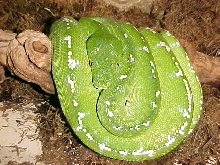 male aru
