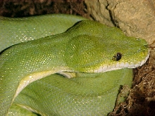 head shot