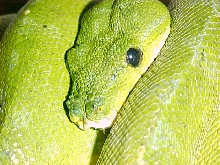 male mainland