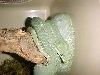 bubbles