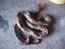 more belize genetic stripe