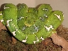 (F)Northern Emerald