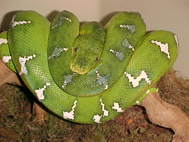 (F)Northern Emerald