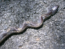 Black/Grey Ratsnake