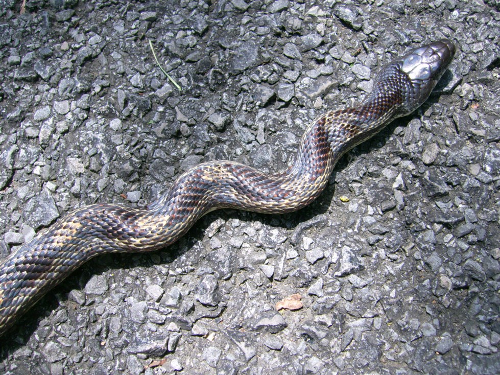 Black/Grey Ratsnake