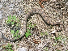 Skyline Rattlesnake