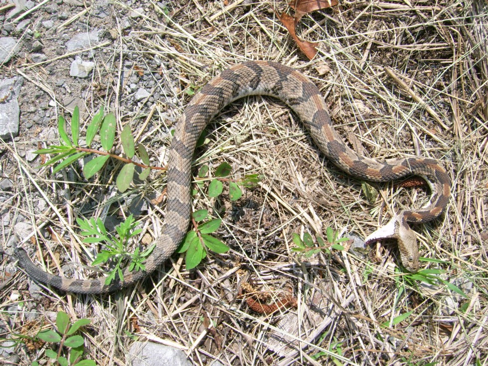Skyline Rattlesnake