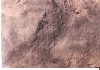 Fossil 2