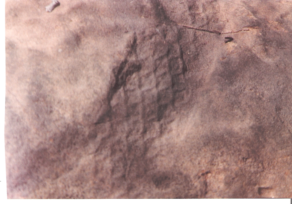 Fossil 2