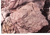 Fossil 1