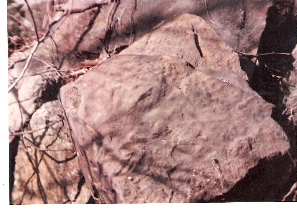 Fossil 1