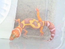 het aptor(m)
