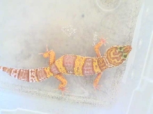 tremper albino(f)