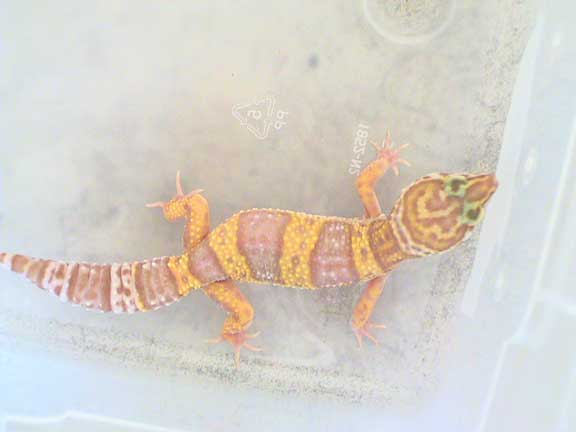 tremper albino(f)