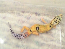 hypo(f)