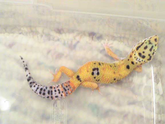 hypo(f)