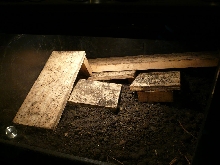 water monitor B