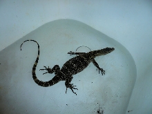 Asleep in the tub