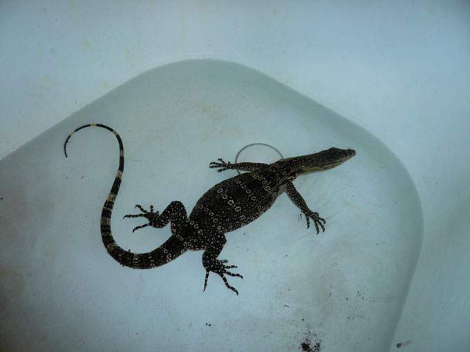 Asleep in the tub