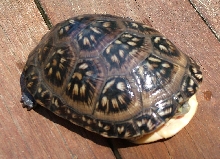 Can you help me identify this turtle?