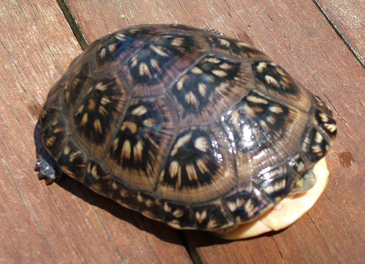 Can you help me identify this turtle?