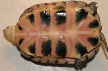 Can you help me identify this turtle?