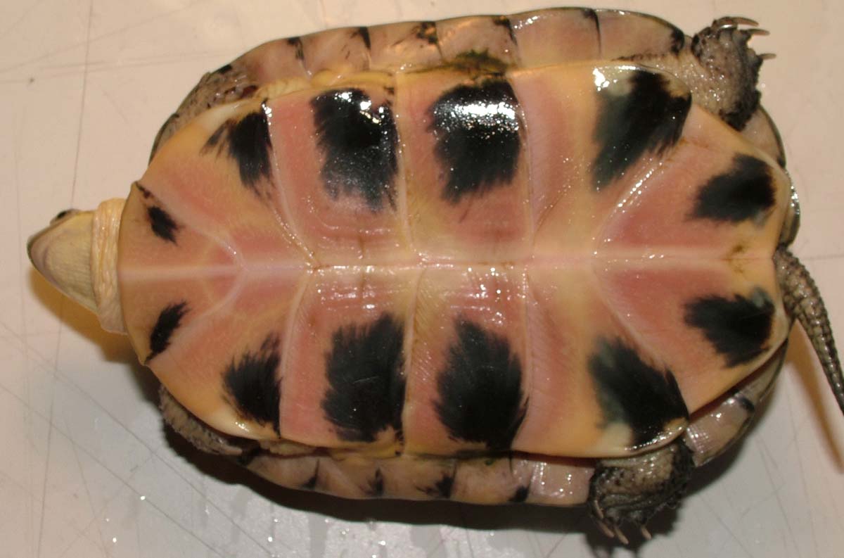 Can you help me identify this turtle?