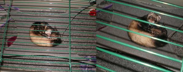 More pics of chewy sleeping.