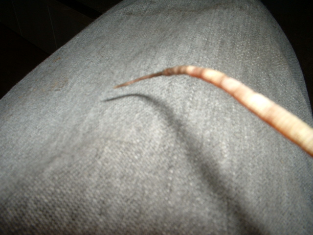 tail