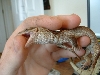 Little biter