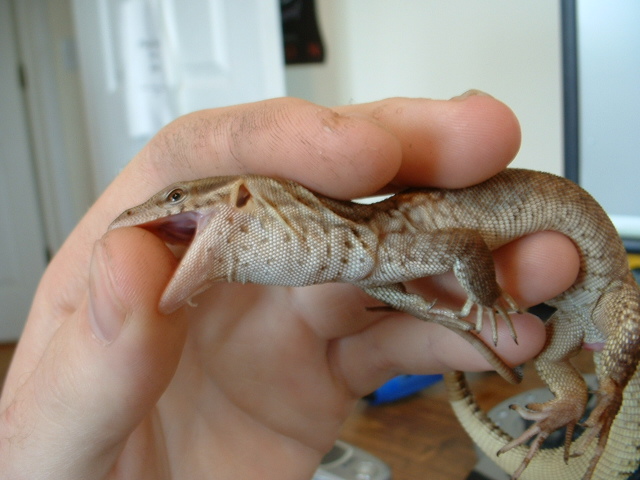 Little biter