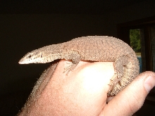 yellow ackie on my hand