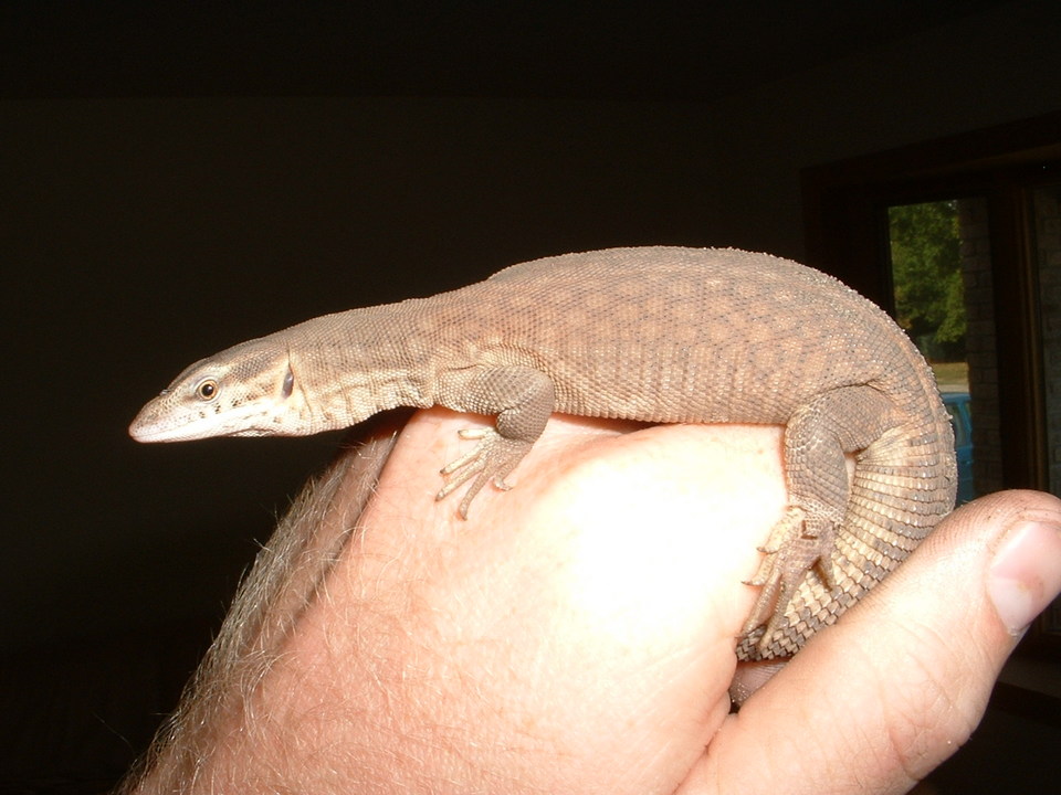yellow ackie on my hand