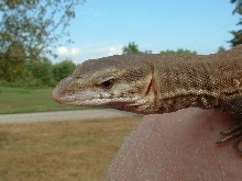 Head shot