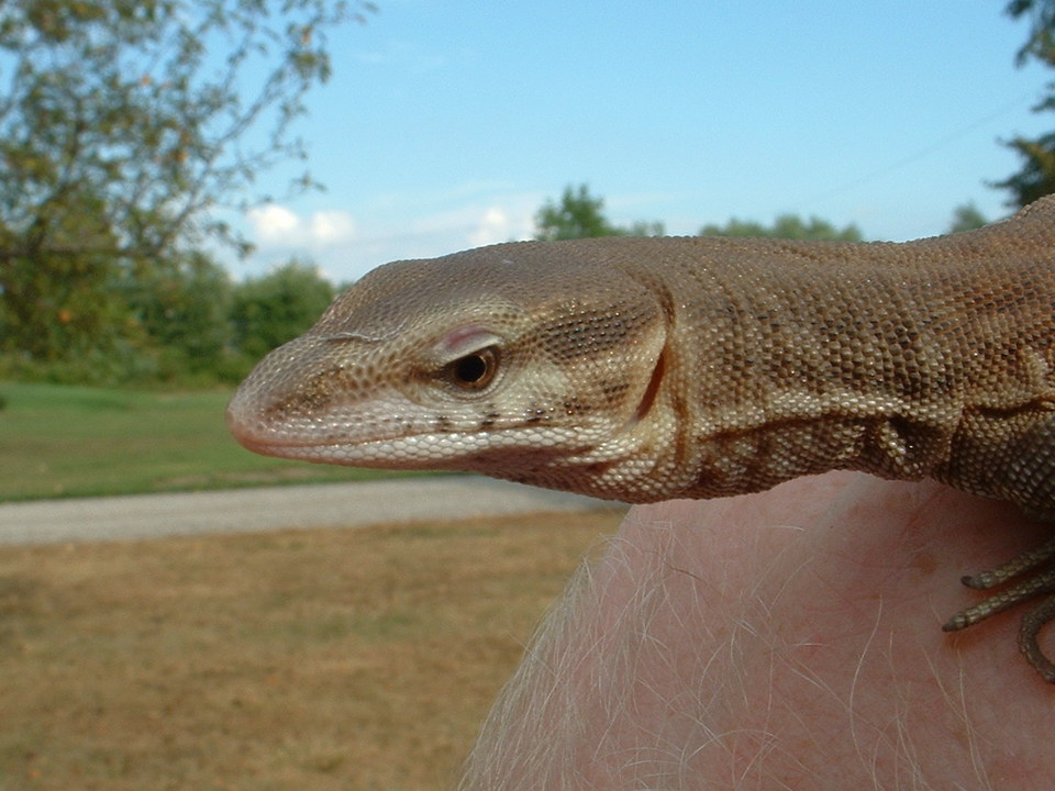 Head shot